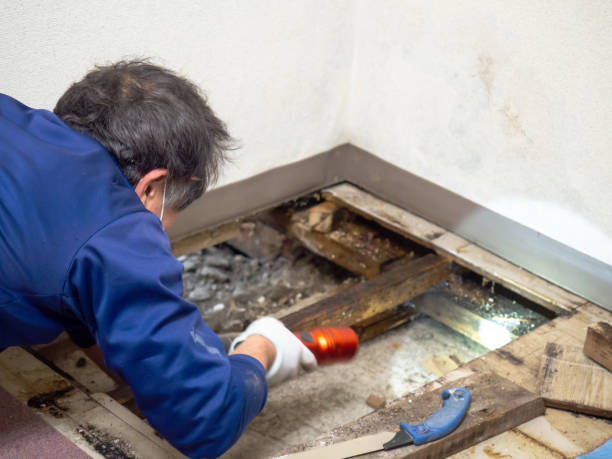 Trusted Lake Forest, CA Mold Removal Experts