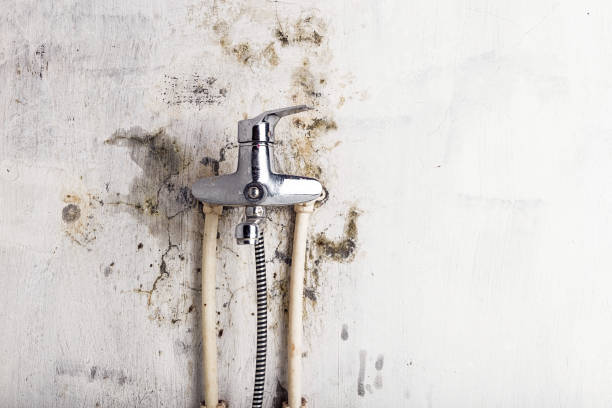 Best Mold Removal Near Me  in Lake Forest, CA