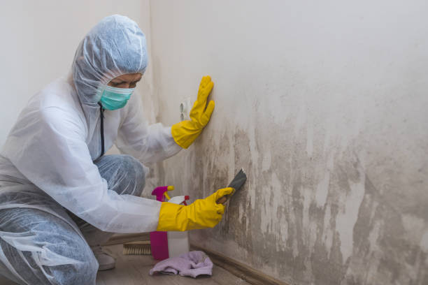 Best Certified Mold Removal  in Lake Forest, CA