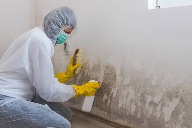 Home Mold Removal in Lake Forest, CA