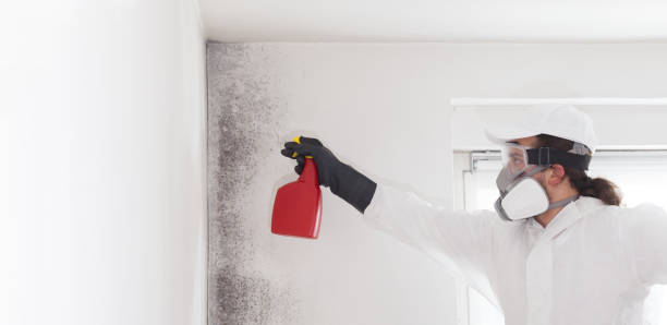 Best Residential Mold Removal  in Lake Forest, CA