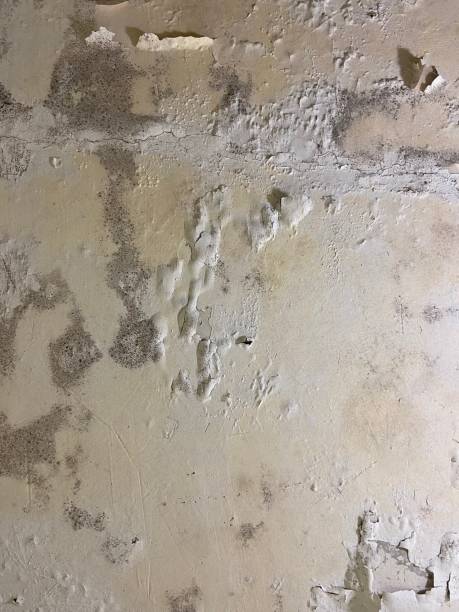 Office Mold Removal Services in Lake Forest, CA