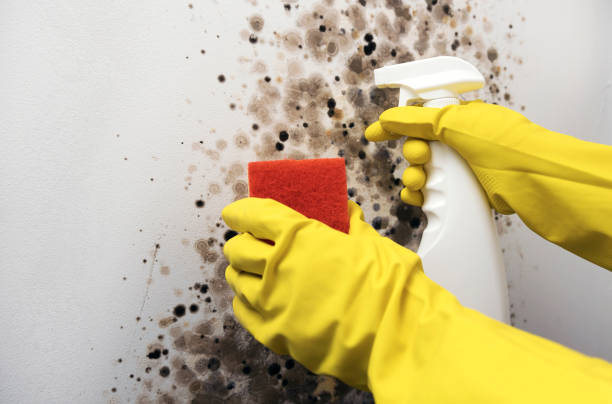 Best Black Mold Removal  in Lake Forest, CA